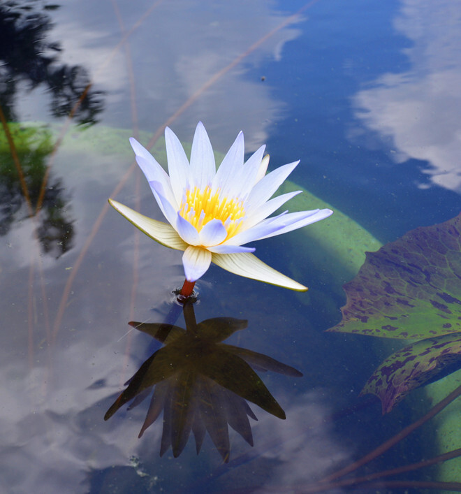 辰山植物园夏韵:睡莲之雅