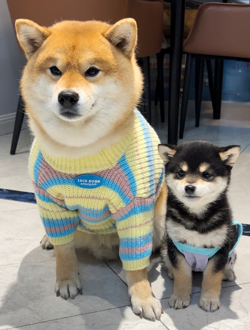 同时养了普通柴犬和豆柴，我才知道差别这么大-腾讯新闻