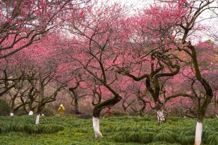 带你开启杭州植物园的樱花季