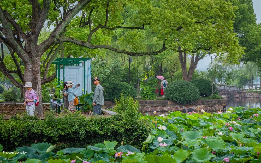 蠡园夏日,一场雨后的惊喜,让空气变得清新,湿度恰到好处,荷花在雨水的