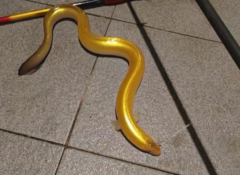 福建男子钓获黄金鳗鱼,鱼身似镀金!网友出30万想买