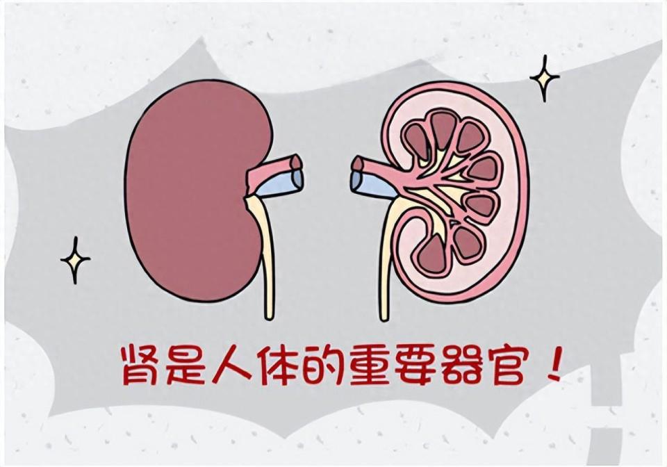 这10个行为可能你每天都在做!11个方法保护你的肾_腾讯新闻