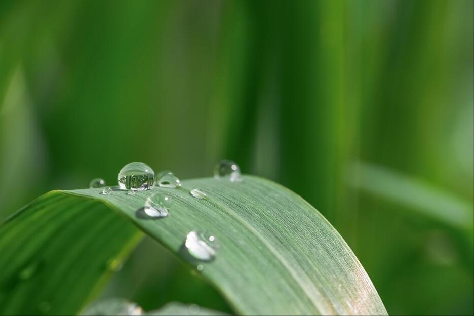 "白露水,莫要沾,寒露水,贵如金",同样是露水,有啥不一样?