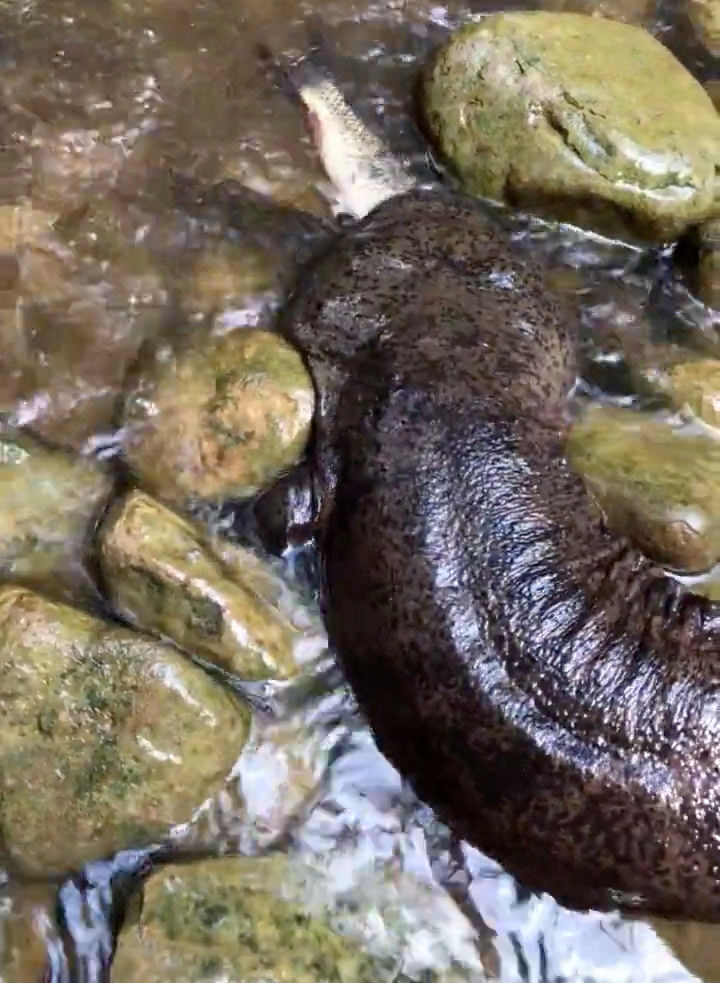 西安周至小孩河边玩耍救大鲵,俗称娃娃鱼的它竟能孵化