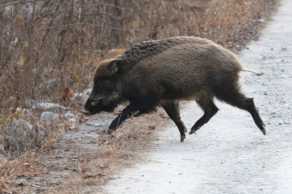 上百斤大野猪出没江西一扫墓村民被拱翻拿镰刀打得赢野猪吗