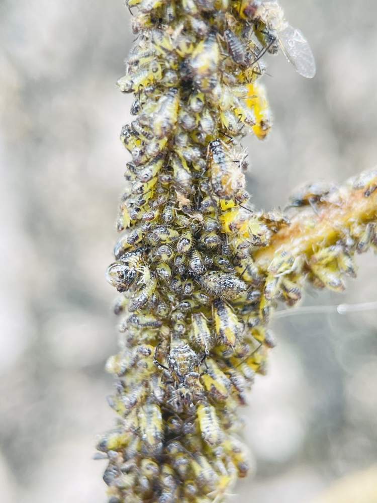 雨刮器都被粘住了!