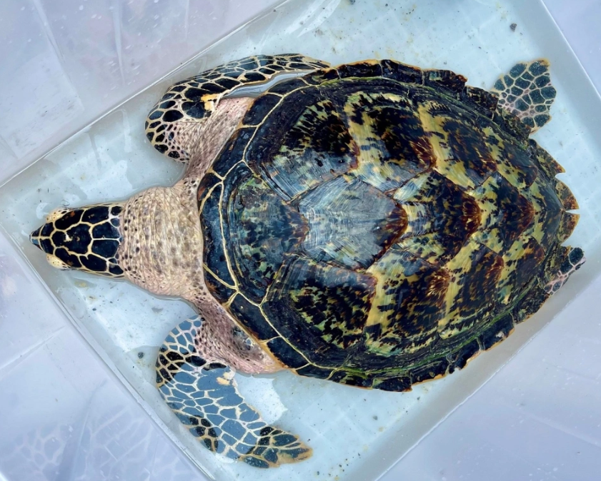 北京一市民饲养玳瑁20年后主动联系警方上交是一级保护动物