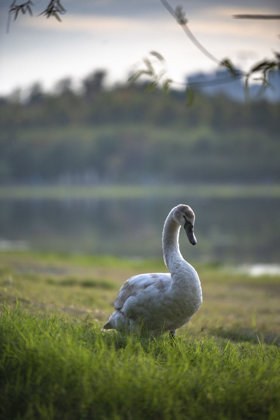 天鹅与人和谐共处 郑州贾鲁河描绘出美丽生态画卷