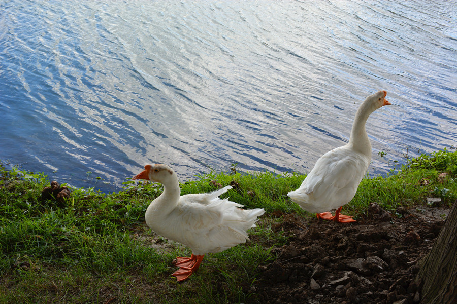 辰山植物园夏韵:天鹅之趣
