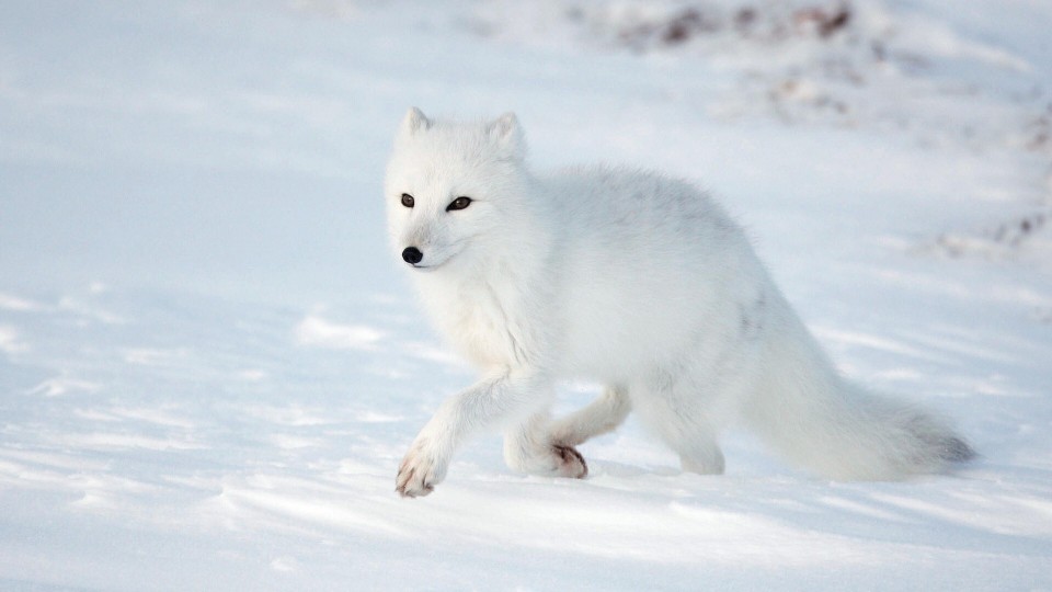 哈尔滨与"白狐合影"火上热搜,驯养动物不伤人?