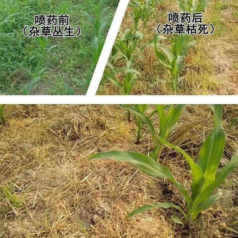 玉米除草剂又迎新成员,对多种恶性杂草效果好,解决农民除草难题