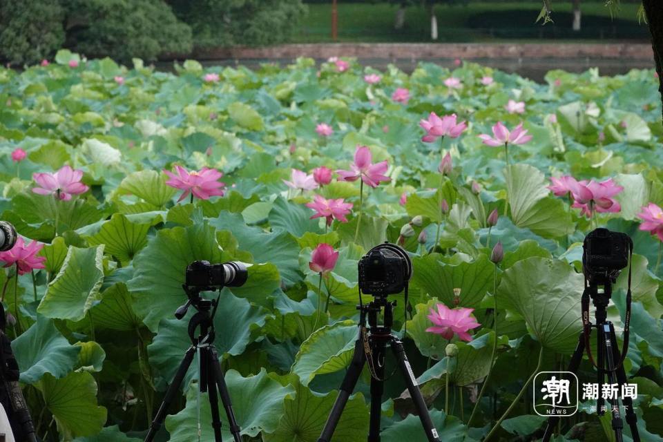清晨，西湖孤山荷花前高手云集，这位“稀客”引众人抢位_腾讯新闻