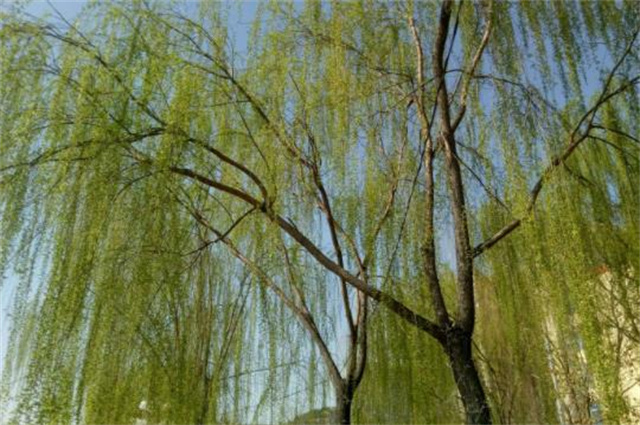 唐诗《杨柳枝》五首：一树春风万万枝，系得人心免别离_腾讯新闻