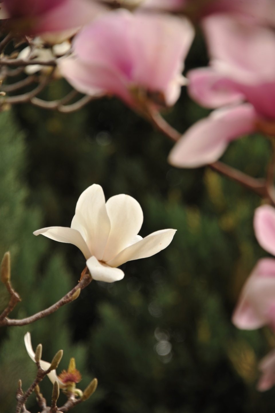 博览视频淄博之春繁花满城姹紫嫣红