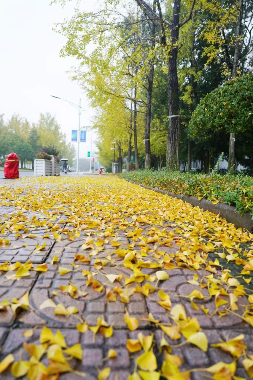 图为浙江农林大学满地银杏落叶的校园.