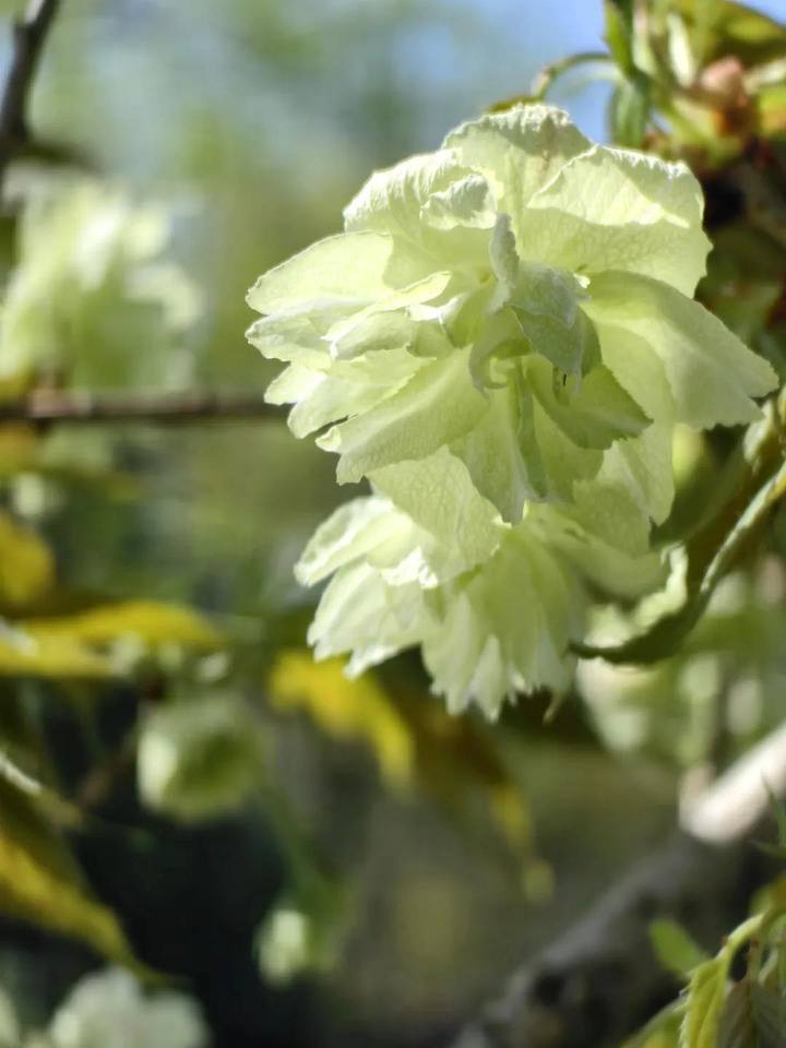 全杭州都在找的绿樱花开啦!抓紧去拍,错过等一年