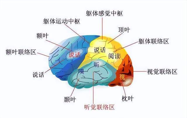 大脑52分区功能图片