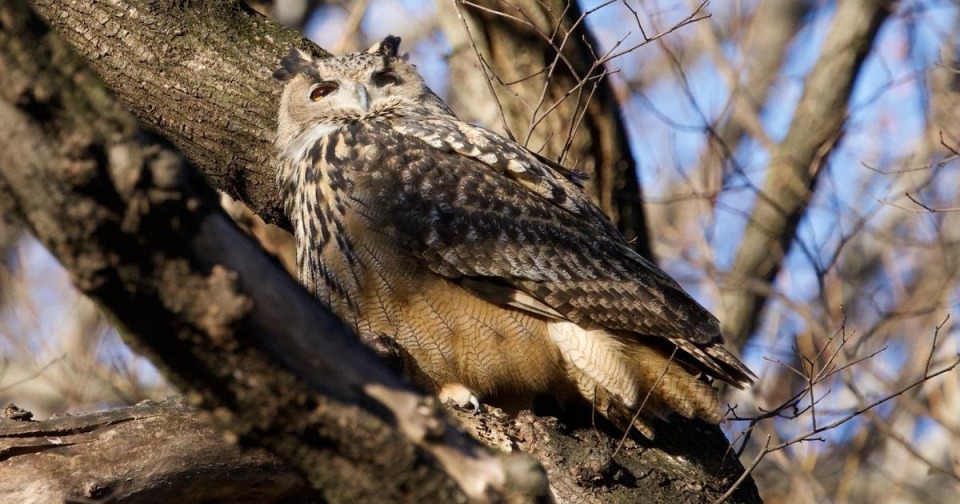 猫头鹰逃出纽约动物园重获自由,然而仅仅一年,意外发生了_腾讯新闻