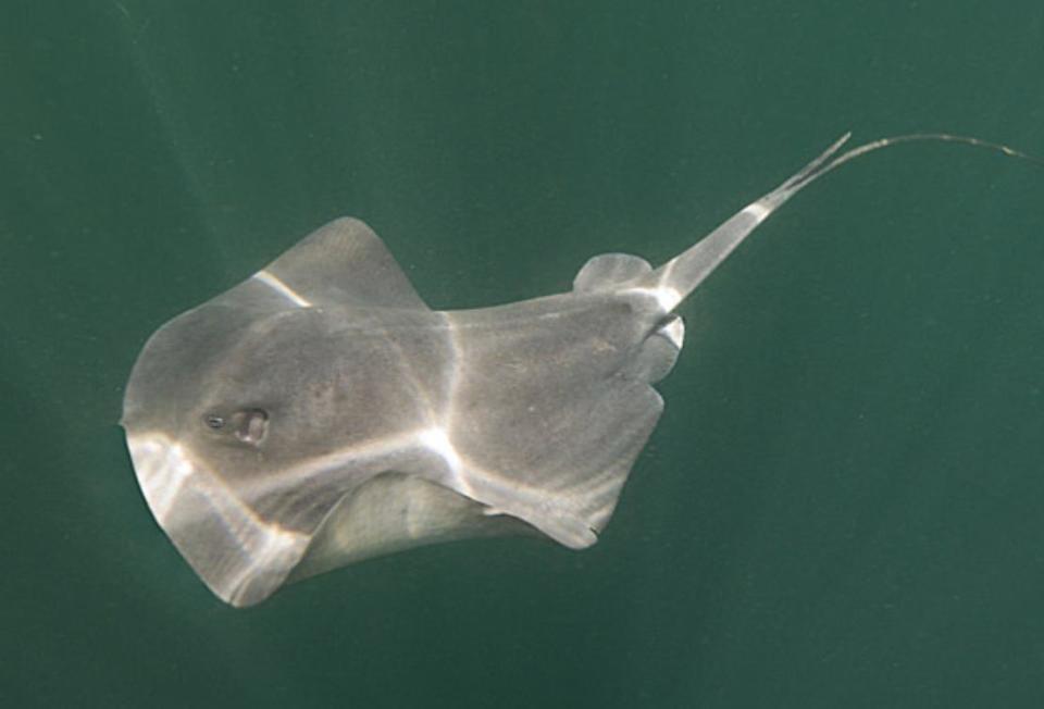 它们是水中的"刺玫瑰",带你了解三种有毒海鱼