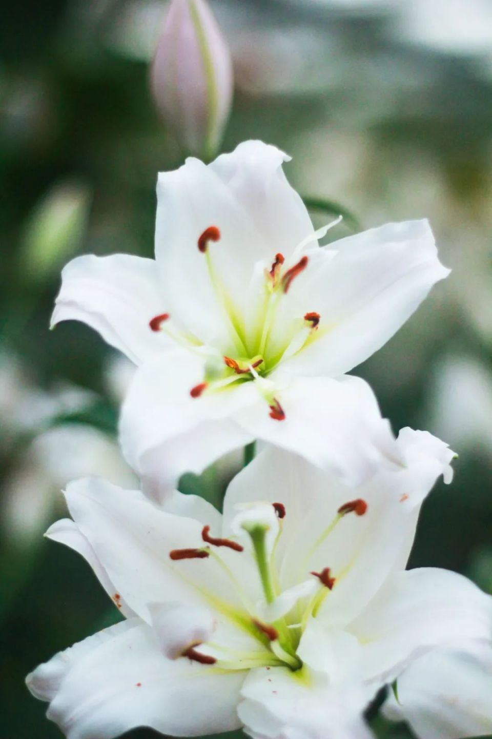 那百合花展能持续到什么时候呢?