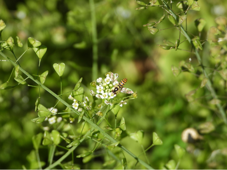 又到捡菌子的季节,云南人吃野菜有多野?绿的都是菜,动的都是肉 _腾讯