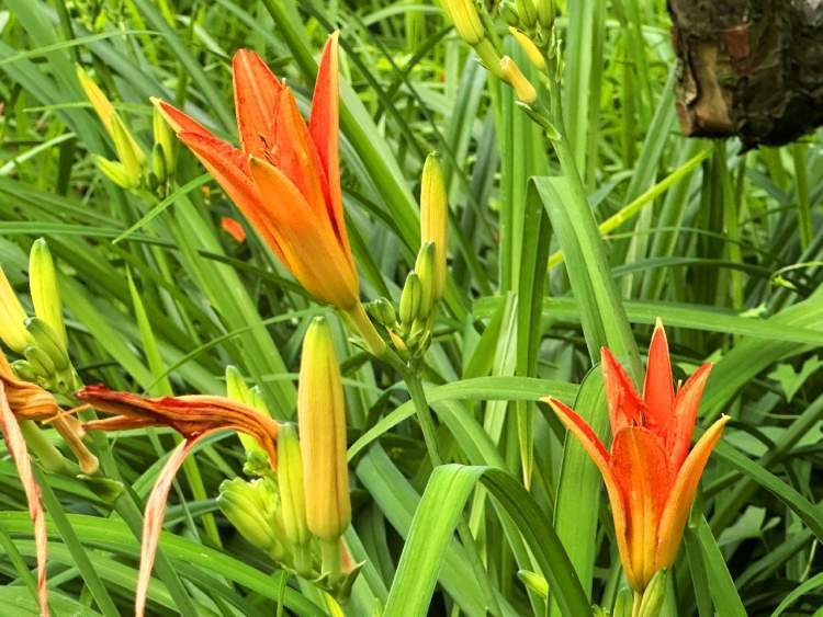 萱草花,橙红色的花瓣在晨晖的映照下格外绚丽,金黄色