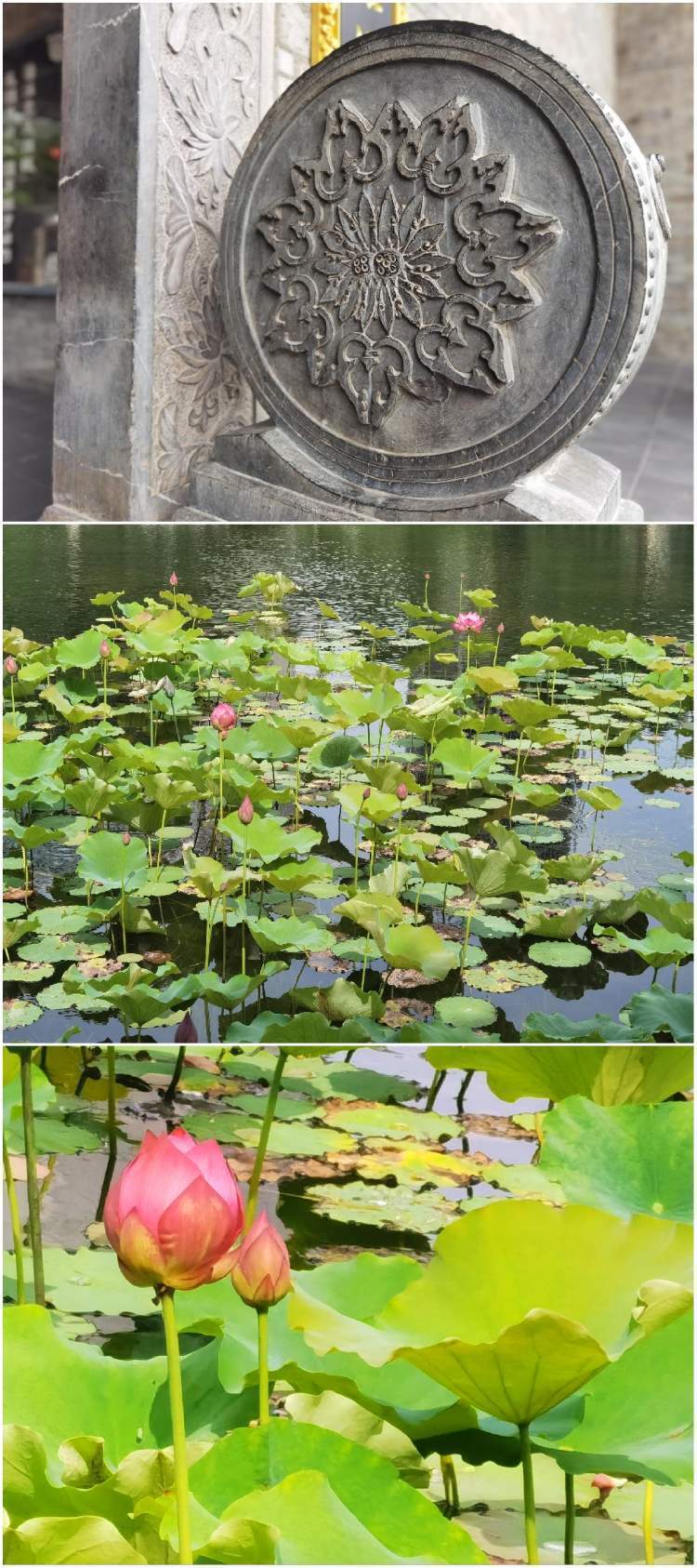 爱莲湖公园 | 上海爷叔游郴州