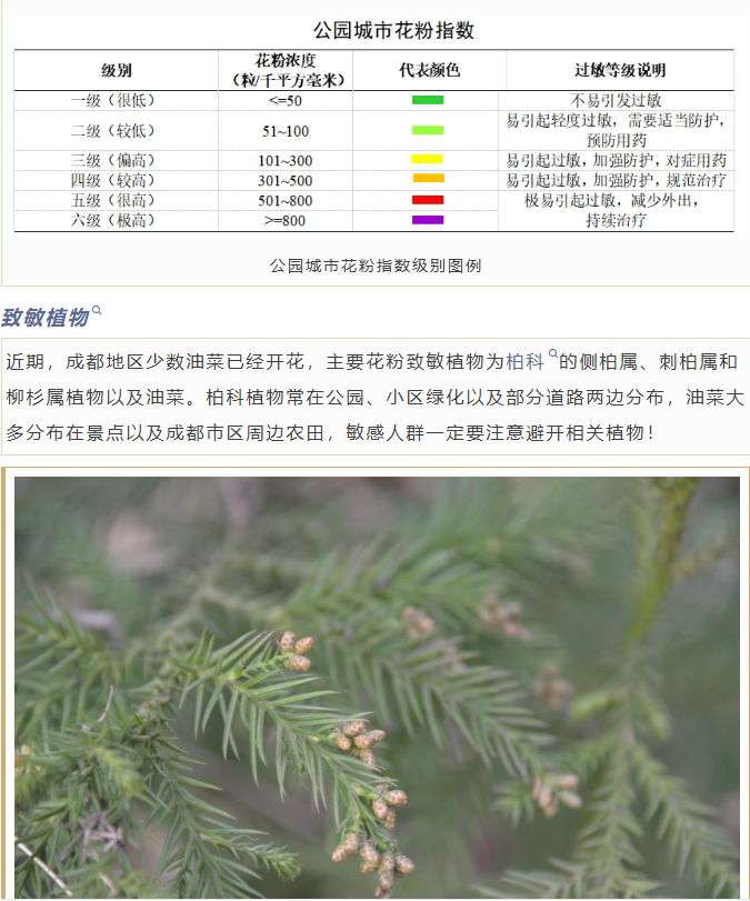 “过敏星人”注意！圆柏花粉致敏季又来临 成都市园林局：正开展治理工作_腾讯新闻