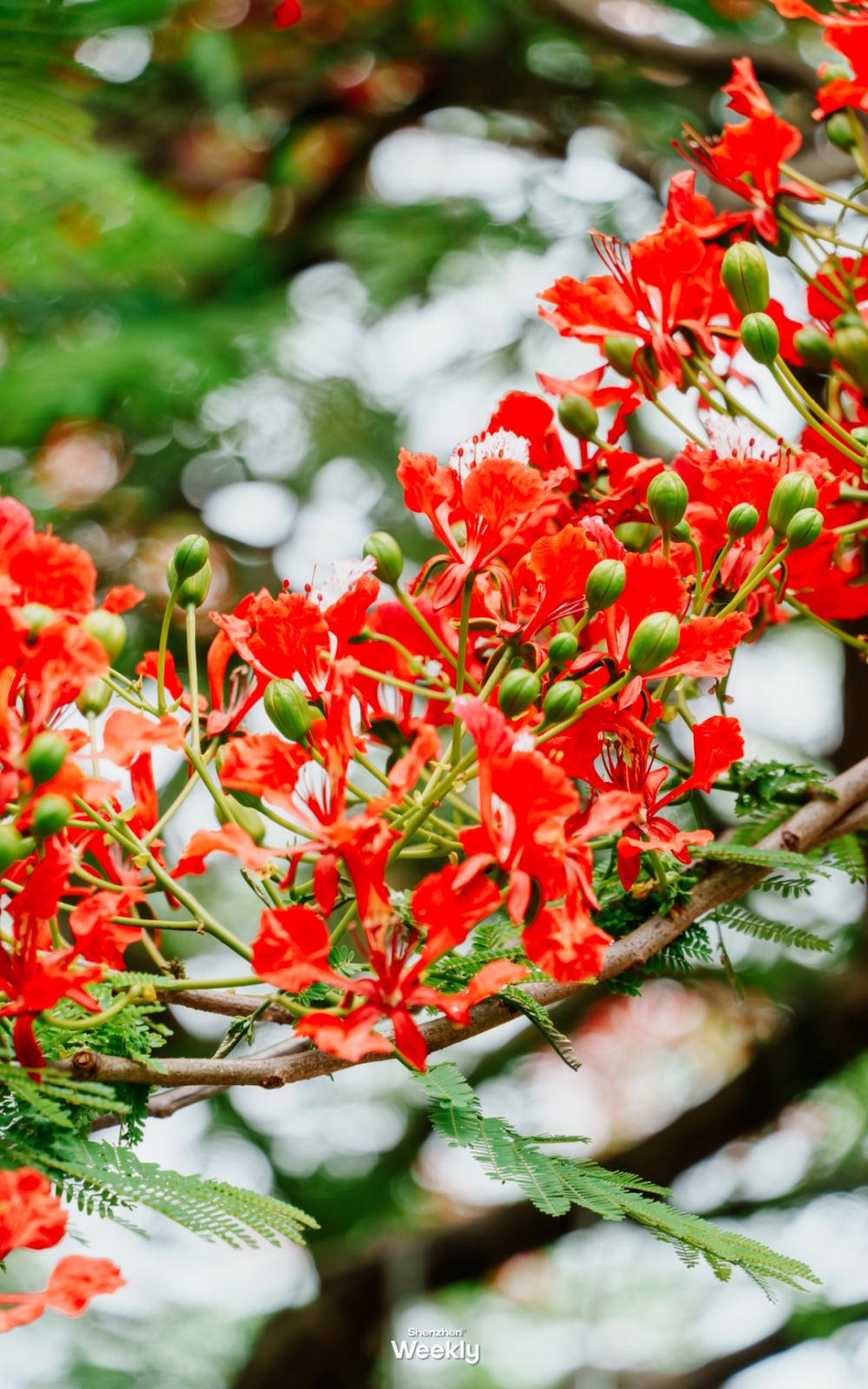 深圳夏天第一片花海,火了