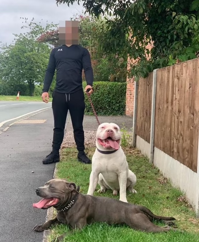 巨型恶霸犬频频施暴!男子被活活咬死,英国决定彻底禁掉它!