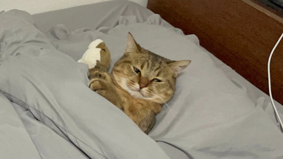 641