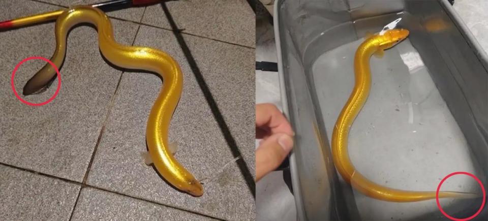 福建男子钓获黄金鳗鱼,鱼身似镀金!网友出30万想买