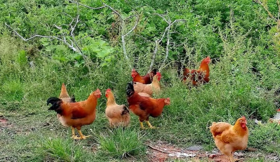 土鸡,就是人们口中的草鸡,因肉质紧实,味道鲜美,深受普通消费者欢迎.
