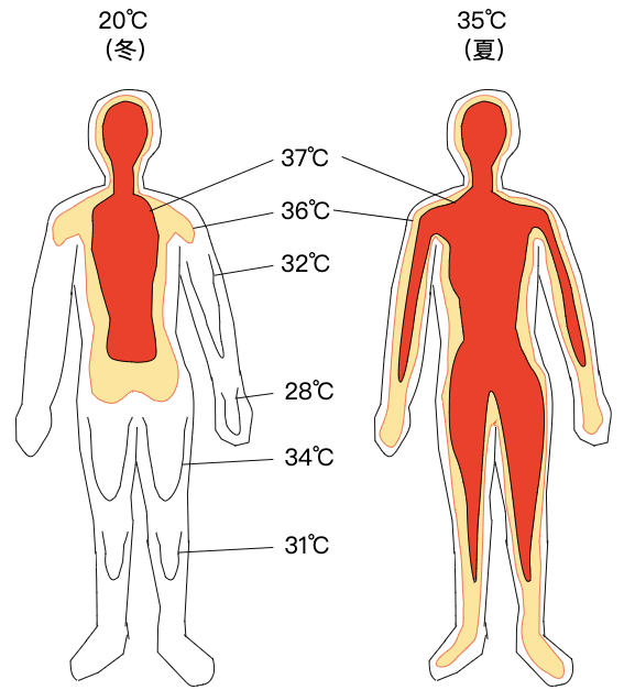 体温后降指的是,在人体失温后,即使在温暖的环境中,人体内脏的温度,即