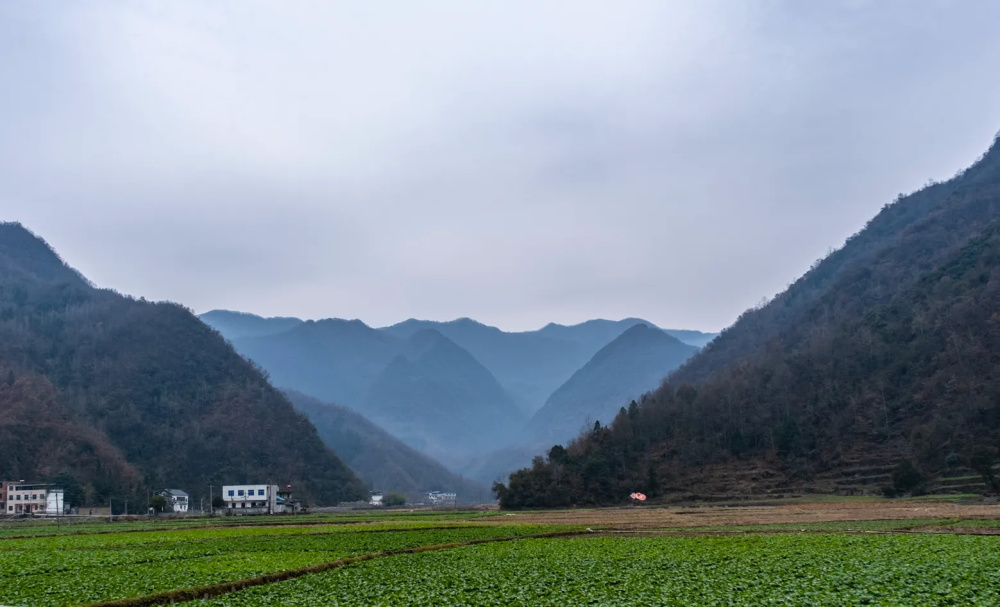 陕西旬阳水泉坪:两山夹峙间的壮美油菜田!_腾讯新闻