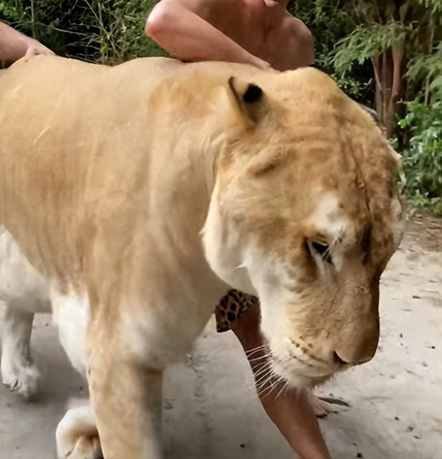 不应存在的“ 人造杂交猛兽”：重达836斤，比老虎还大上一号