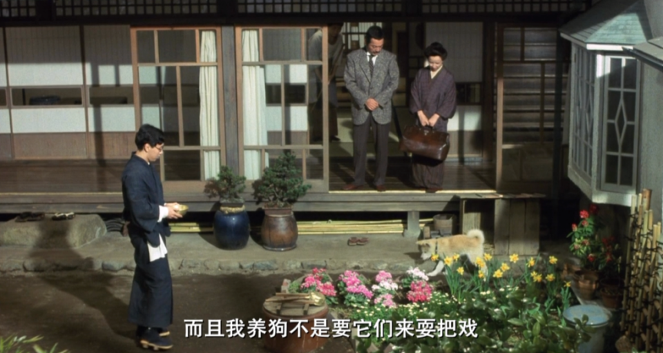 忠犬“八公”变“八筒”，一样分别两样情_腾讯新闻