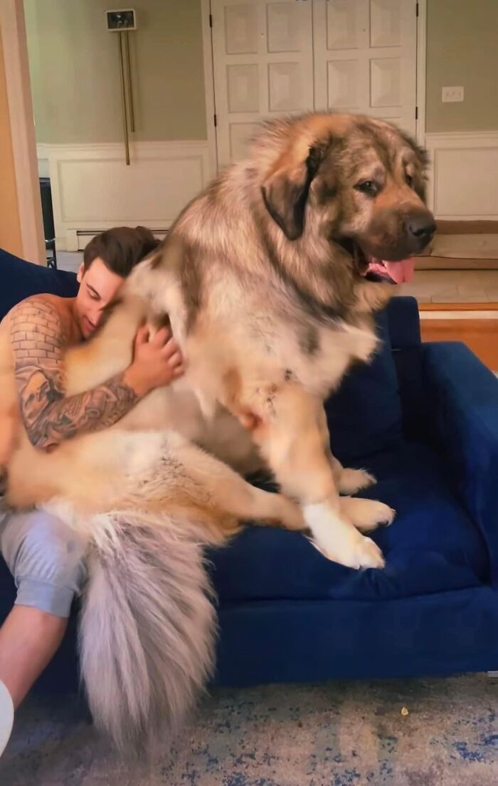 巨型高加索犬陪伴宝宝,画风超帅.铲屎官:很难养,要慎重!