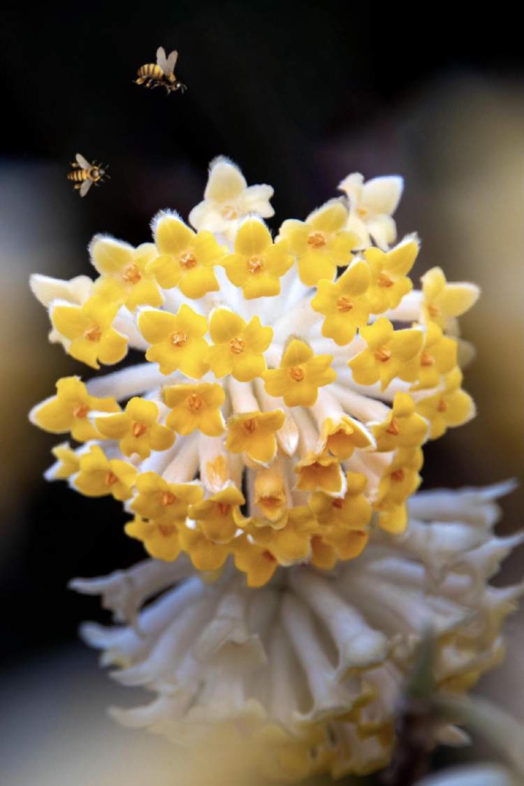 您知道什么是结香花吗?