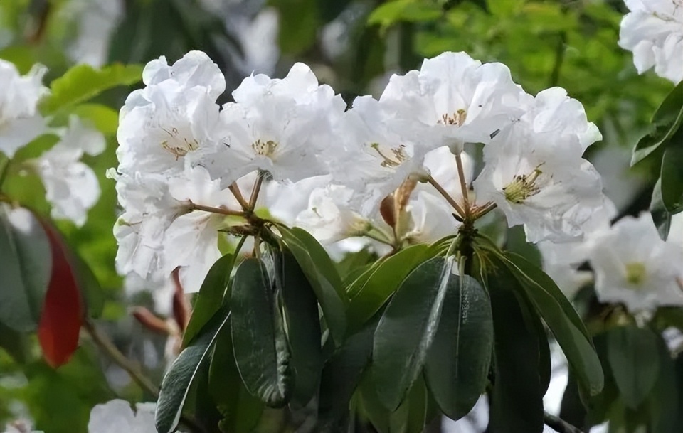 包括山奈酚,芹菜素,天麻素,原儿茶酸,熊果苷等