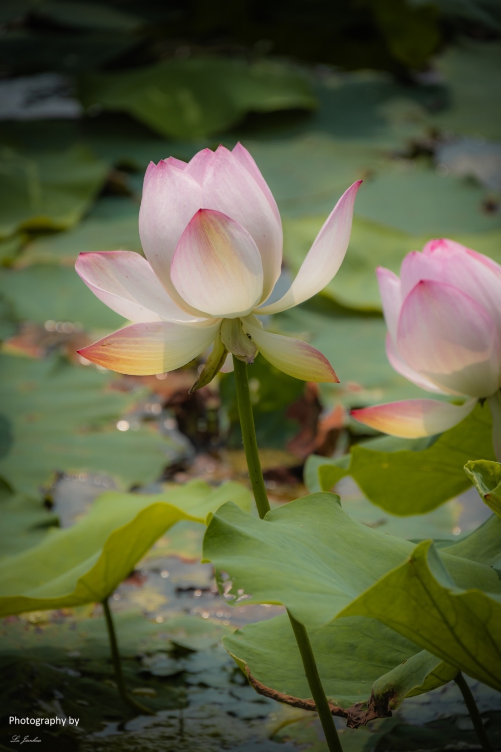 无锡蠡园荷花