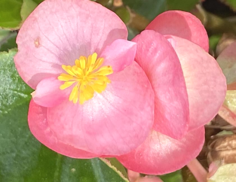 四季海棠花中神仙