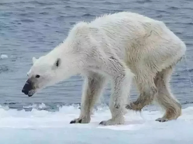 没有足够的立足之地,也没有足够的食物,使得很多北极熊白白饿死,甚至