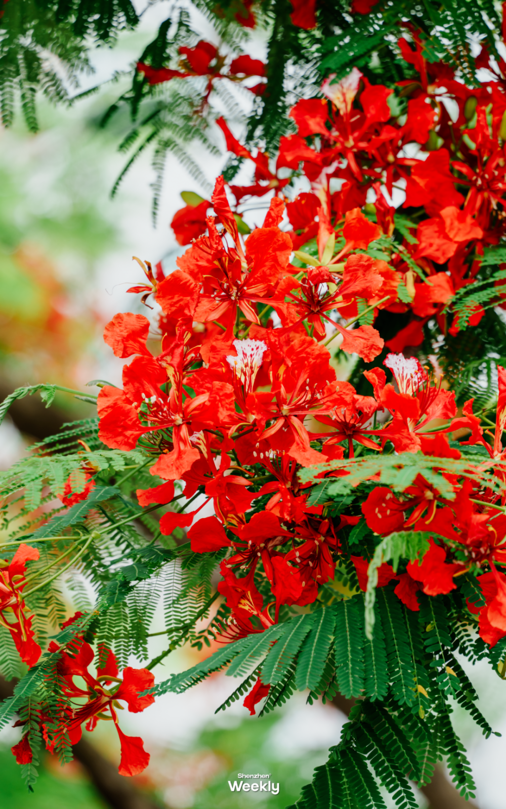深圳夏天第一片花海,火了