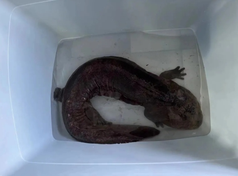 10斤娃娃鱼"搁浅"河岸,警民携手救助放生