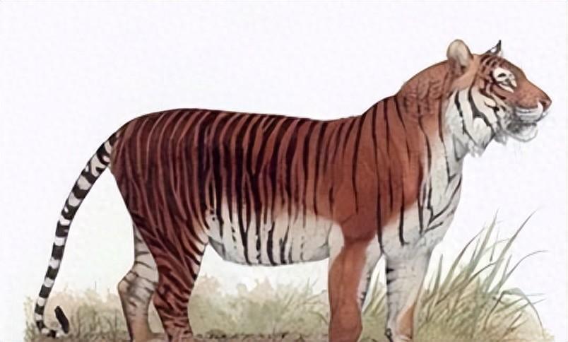 印尼科研人员发现爪哇虎生命迹象灭绝36年重现人间什么情况