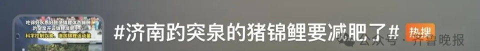 快手达人：新澳门资料免费资料大全-“再喂就嘎了！”趵突泉“猪鲤”开始减肥