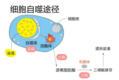 全新模式的健康管理体系暨细胞训练营：健康重塑的创新之路