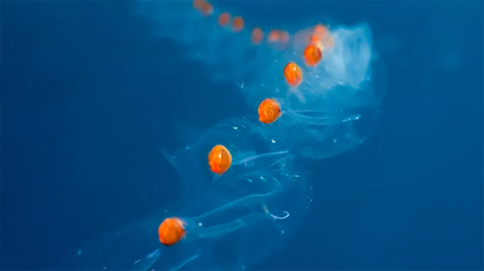 梦境奇观，解析梦见多长了一排牙齿的深层含义