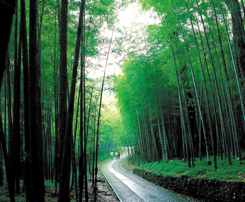 竹海星光 泉都新景_腾讯新闻